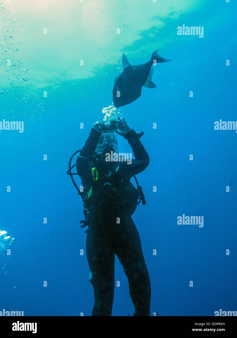 Diver photographing a Trigger fish (Balistes capriscus)` Stock Photo